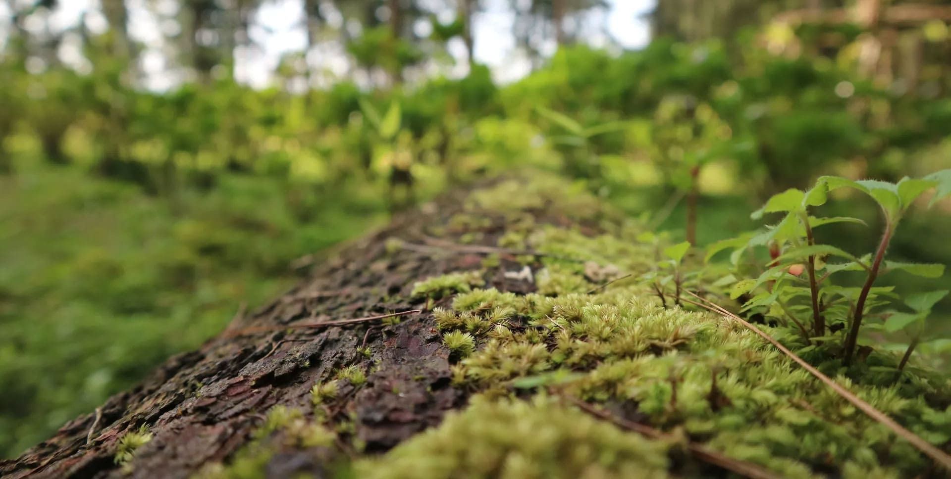 Ein Baumstamm im Wald mit Moos bedeckt